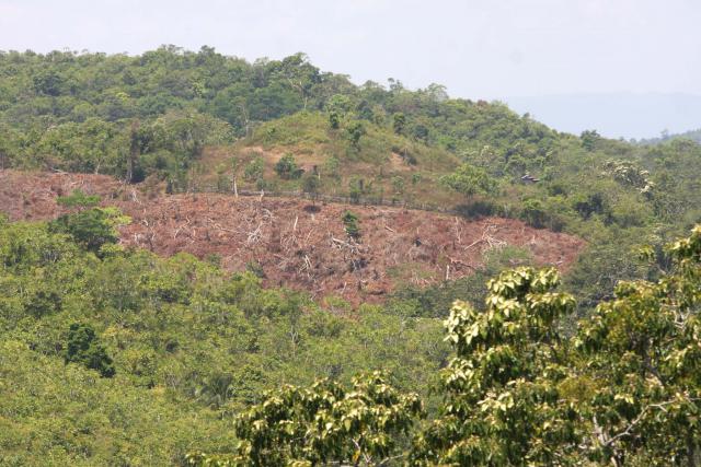 Laju Deforestasi Kalimantan Bikin Miris