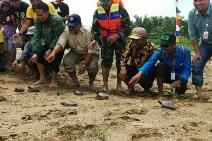 Sebanyak 300 ekor biuku dilepasliarkan ke habitatnya, Sungai Kandilo, di Desa Damit Kecamatan Pasir Belengkong, Minggu (3/10/2019) pagi.(Antaranews)