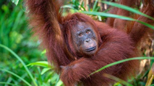 Yayasan Arsari Djojohadikusumo Bangun Pusat Suaka Orangutan di Penajam