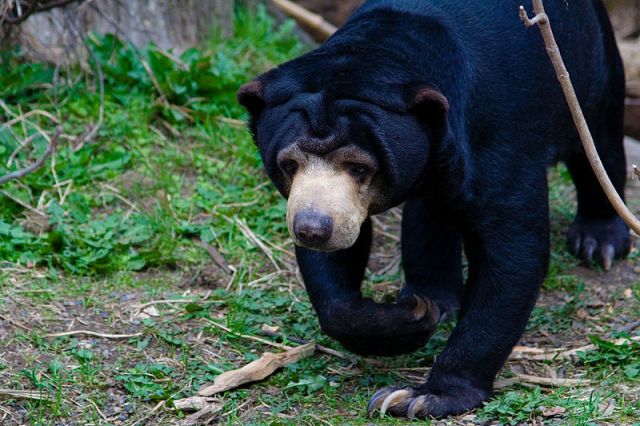 Pemprov Kaltim Ajak Masyarakat Menjaga Habitat Beruang Madu