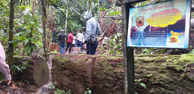 Kekayaan flora dan fauna menjadi magnet wisata yang hutan Bukit Bangkirai. (Dirhan/Ibukotakita.com)