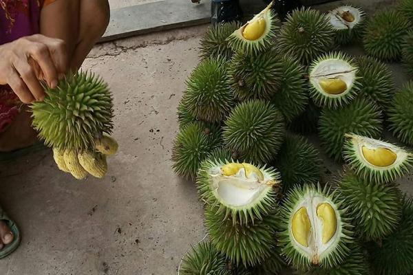 Wow! Ada 18 Jenis Durian Asli dari Hutan Kalimantan Timur