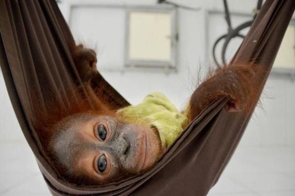 Tim Gabungan BOS dan BKSDA Kalimantan Tengah Selamatkan Bayi Orangutan