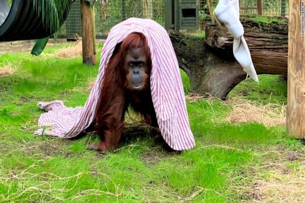 Sandra Orangutan Hasil Kawin Silang Sumatra-Kalimantan Rayakan Ultah di AS