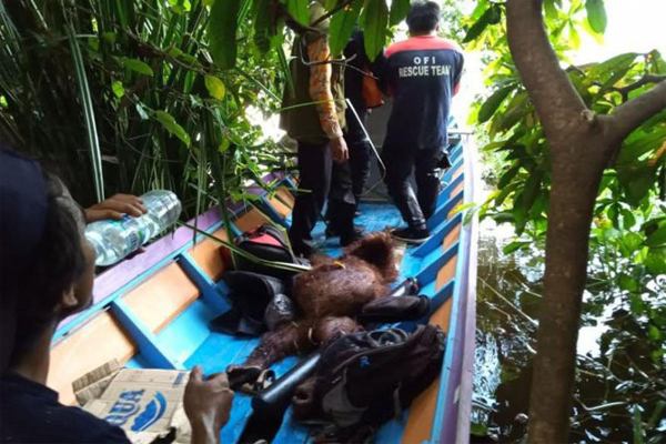 2 Orangutan Dievakuasi Tim BKSDA Kalimantan Tengah