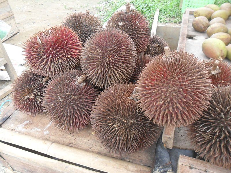 Durian-Durian Ini Hanya Ada di Kaltim