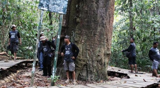 Pohon Ulin Terbesar Ada di Taman Nasional Kutai