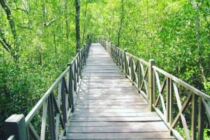 Pengusutan Jembatan Ekowisata Mangrove Penajam Tunggu Hasil Audit BPKP