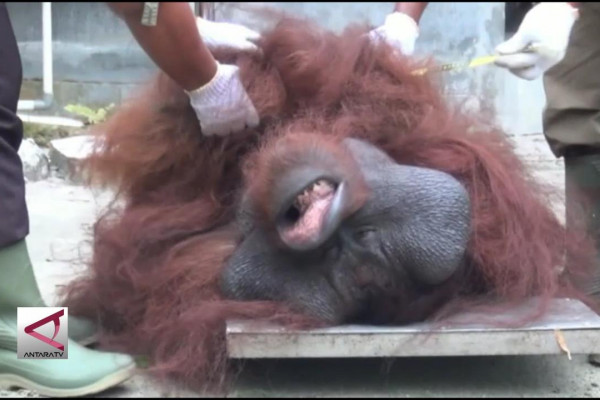 BKSDA Kalimantan Timur Selamatkan Orangutan Di Bontang
