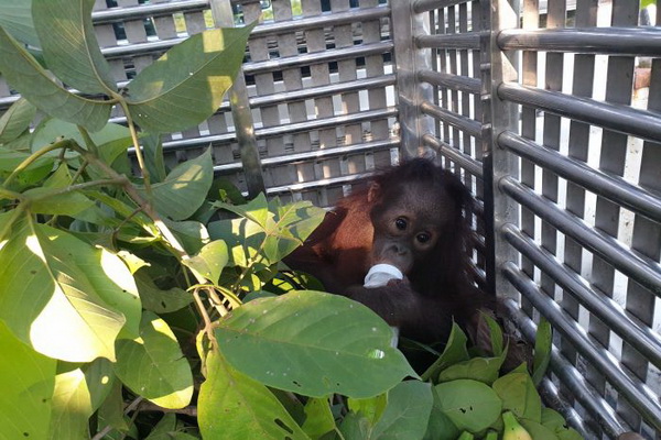 Kasihan! Bayi Orangutan Di Kaltim Ini Nyaris Dibuang Pemiliknya