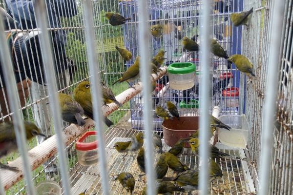 167 Ekor Burung Cucak Hijau Hasil Ungkap Kasus Gakkum LHK Bakal Dilepas ke Balitek Samboja