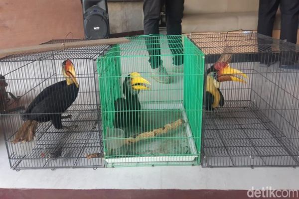 Petugas Gulung Aksi Penjualan Burung Rangkong Secara Online di Kaltim