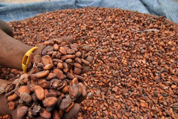 Disbun Kaltim Siapkan Rp1,4 Miliar untuk Perluasan Kakao Kutai Timur