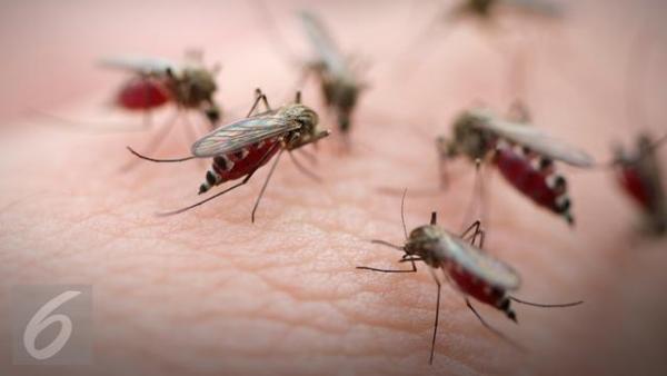 Waduh! Ada 931 Penderita Malaria  di Kabupaten Penajam Paser Utara
