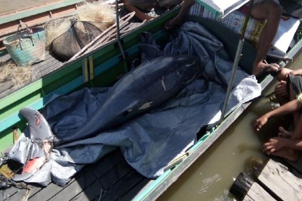 Kasihan! Seekor Pesut Ditemukan Mati Terjerat Jaring di Sungai Mahakam Kaltim